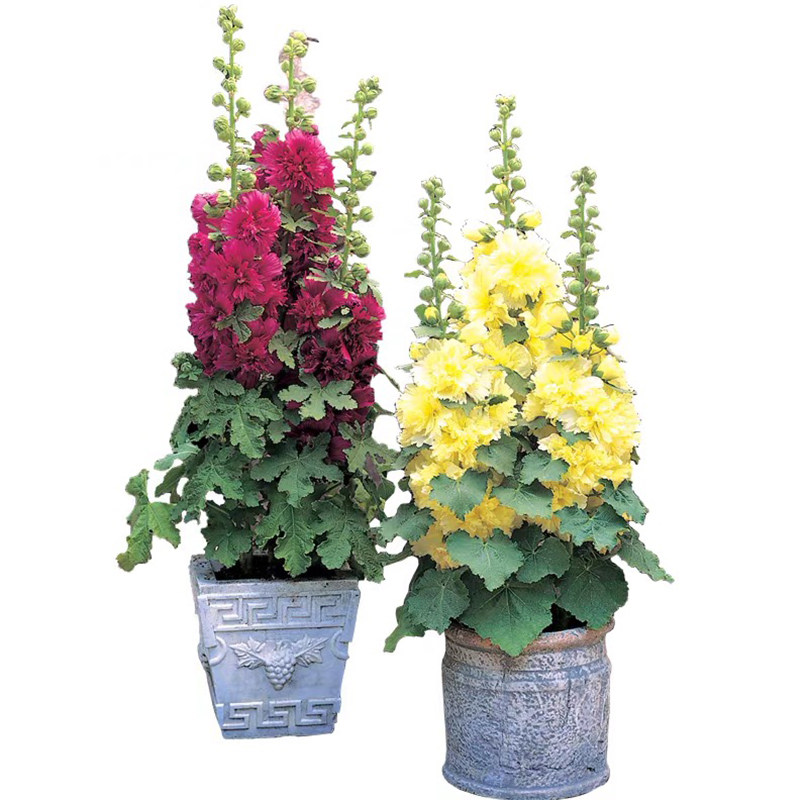 重瓣蜀葵花种子盆栽花苗一丈红易家庭园艺种子