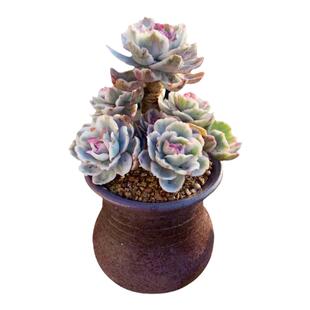 一物一拍伯克利锦高端精品贵货多肉植物老桩花卉绿植直播向阳派