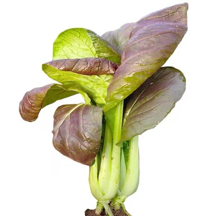 紫快菜种子四季春季夏秋冬季种植小白菜籽庭院盆栽禾之元蔬菜种孑