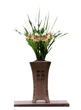 老种细叶春兰天彭牡丹奇花带花苞