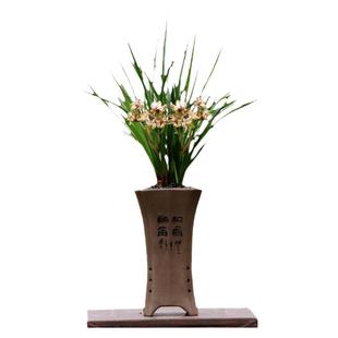 翁源兰花苗春兰天彭牡丹彩素四季建兰富山奇蝶带花浓香好养室内卉