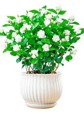 茉莉花盆栽带花苞室内花卉桌面绿植水培鲜花重瓣栀子花树苗浓香型