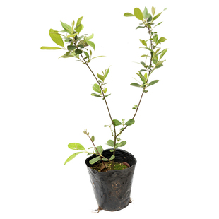 正宗铁力木树苗 云南珍稀名贵铁梨木铁栗木小苗庭院盆景地栽植物