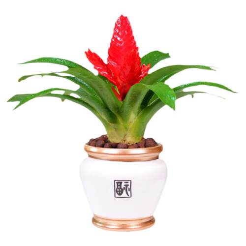 招财手红玉扇鸿运当头盆栽绿植花卉植物室内花客厅好养易活桌面