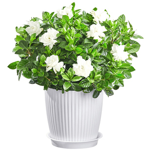 栀子花盆栽带花苞家居四季花观花植物室内好养的常年开花卉盆栽