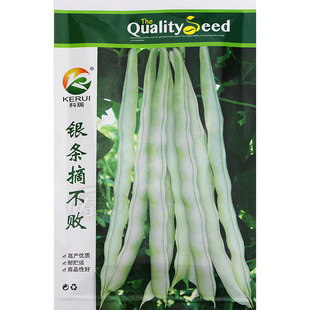 高产摘不败白芸豆种子豆角扁豆蔬菜子四季豆种籽老来少豆种自不老