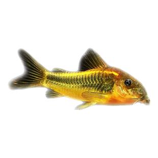 老鼠鱼底栖鱼清道夫花椒咖啡白鼠金苔月光鼠珍珠鼠熊猫鼠除藻鱼