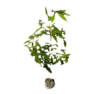 正宗名贵四川金丝楠木树苗庭院盆栽南方种植小叶桢楠大树四季常青