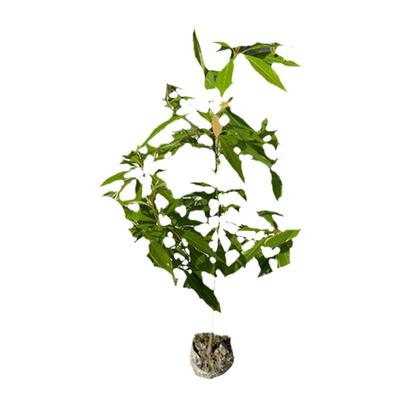 【官方正品】原产地金丝楠木树苗