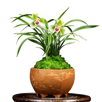 兰花春兰带花苞基地直发