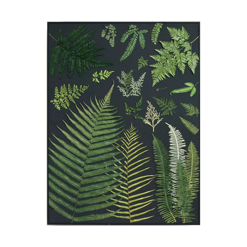 种籽造物黑底蕨类植物标本北欧客厅挂画手工日式壁画装饰画组画