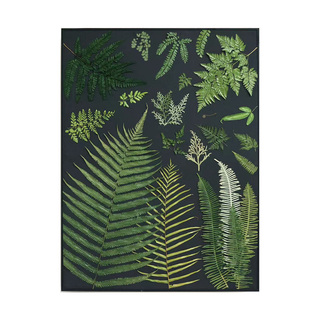 种籽造物黑底蕨类植物标本北欧客厅挂画手工日式壁画装饰画组画