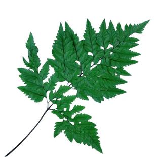 永生花配叶高山羊齿金银彩色蕨叶diy情人节花束新娘头饰花环材料