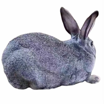 散养纯种大型新西兰大白兔种兔