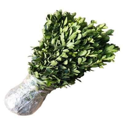 小叶女贞庭院绿化树苗绿篱篱笆墙