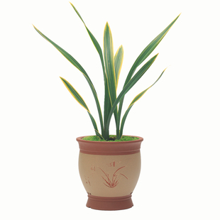 名贵兰花苗东方红神荷墨兰报岁兰金边叶艺老种浓香绿植冬季来花苞