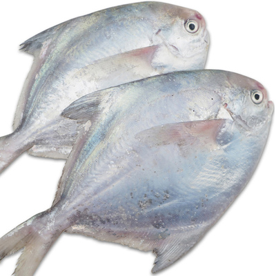 白鲳鱼海捕银鲳鱼刺少无冰衣顺丰
