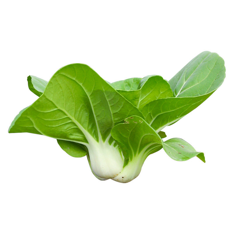 矮脚黄奶白菜种子奶油小青菜秋冬季油菜孑四季秋后菜籽蔬菜种籽