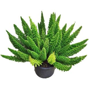 四季常绿花苗户外绿植狐尾天门冬盆栽耐热别墅花园花境植物好养