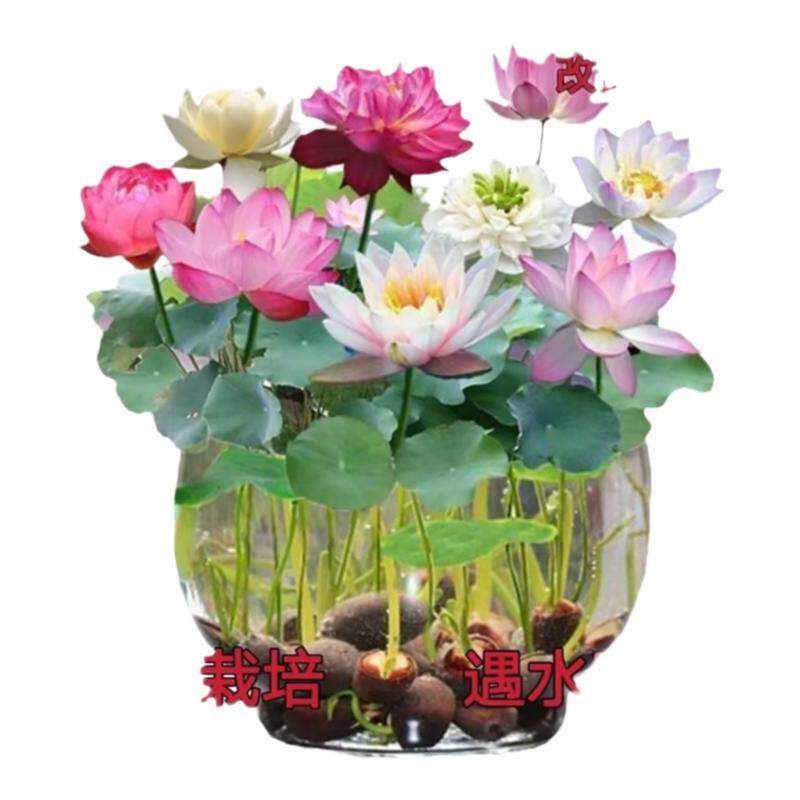 盆栽水养无土水莲花四季开花