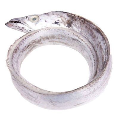 四指大宽带鱼新鲜冷冻鲜鱼一斤