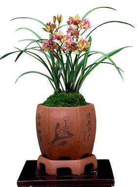 老种四季建兰富山奇蝶带花好养香