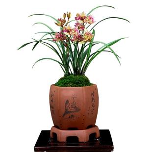 翁源兰花老种四季建兰富山奇蝶白雪公主带花浓香好养室内花卉盆栽