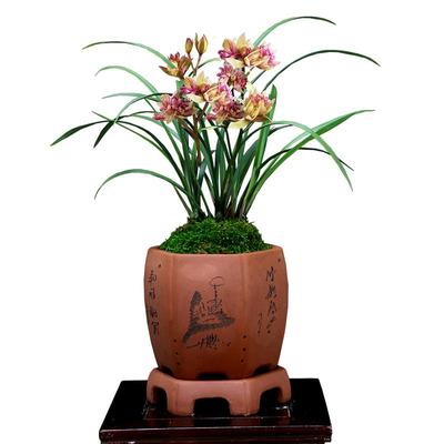 老种四季建兰富山奇蝶带花好养香