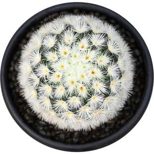 嘉文丸软刺不扎手一物一拍白花粉花仙人球乳突球多肉植物美花丽花