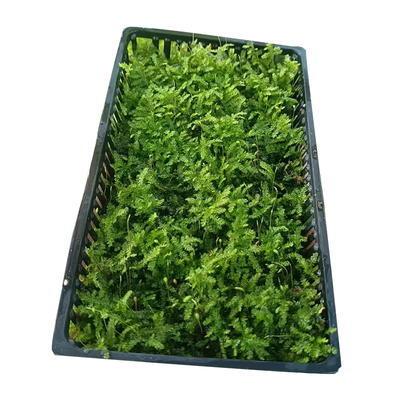 松茸莫斯水草鱼缸造景专用