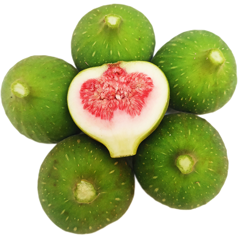 下奶治疮炖汤理疗无花果广西
