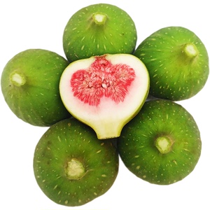 下奶治疮炖汤理疗无花果广西