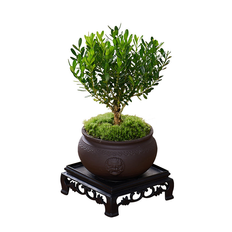 黄杨盆景老桩桌面植物室内外茶几绿植小盆栽庭院造型树苗四季常青