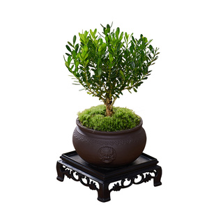 黄杨盆景老桩桌面植物室内外茶几绿植小盆栽庭院造型树苗四季常青