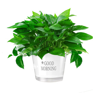 绿萝室内盆栽水培植物绿箩长藤款特大号盆客厅绿植净化空气除异味