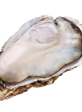 包活鲜活乳山生蚝新鲜牡蛎特大超大肉海蛎子10斤贝类海鲜刺身顺丰