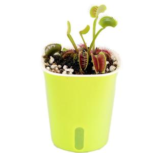 食虫草趣味食人花食人花食虫植物