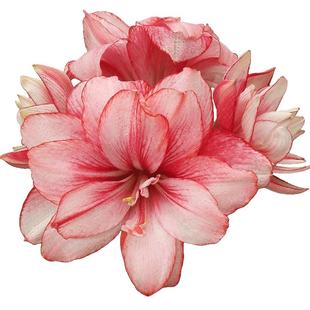 蒂卡梦幻朱顶红种球进口秘鲁重瓣四季种植开花盆栽地栽新品花卉