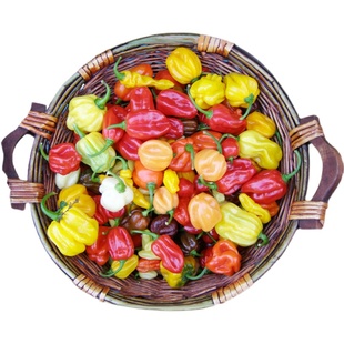 超辣辣椒种子组合高产哈瓦那魔鬼椒加蝎子特辣传家宝春秋阳台盆栽