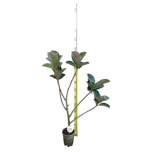 绿金刚橡皮树黑金刚橡皮树老桩植物盆栽室内客厅阳台耐荫好养基地