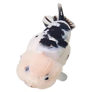 兰寿金鱼奶牛熊猫波妞玉兔精品幼苗冷水麒麟热带潘氏玉面红袍黑袍