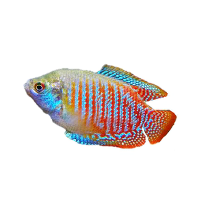 观赏鱼活体鱼淡水鱼新手鱼五彩丽丽鱼曼龙鱼群游鱼灯科鱼可混养