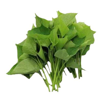 江苏红薯叶新鲜现摘现发包邮