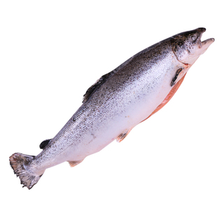 进口鲜冻三文鱼1条约13斤 上海可闪送 顺丰包邮江浙沪多退少补
