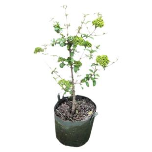 中华木绣球斗球树苗大花独杆树状木本绣球花庭院别墅风景树绿化树