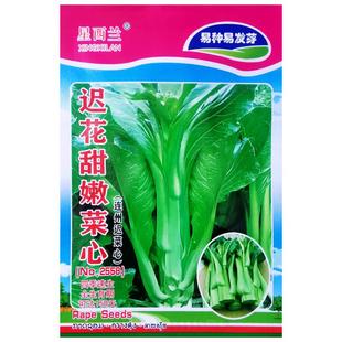 迟花甜嫩菜心种子连州菜心四季速生青菜种籽农家菜园阳台盆栽蔬菜