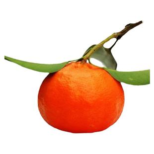 川红橘重庆红皮桔新鲜现摘薄皮桔孕妇柑子橘子陈皮红桔子