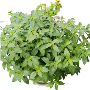 荆芥菜种籽正宗河南大叶荆芥种子孑四季苋菜芥兰薄荷盆栽地栽大全
