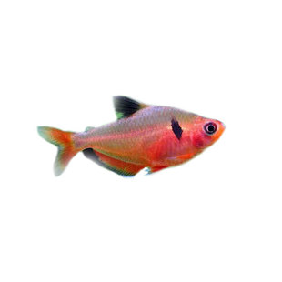 红衣梦幻灯鱼红尾梦幻灯喷火焰灯橘帆梦幻旗鱼热带观赏鱼活体群游