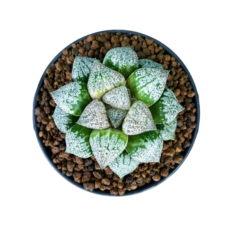 巴塔哥尼亚 白银寿玉露十二卷多肉植物绿植盆栽一物一拍